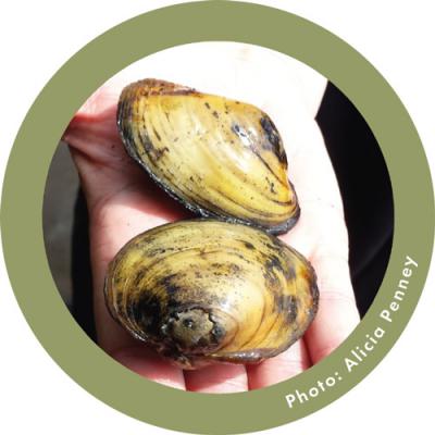 Yellow Lampmussels